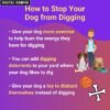 60 Dog Tips Infographics Templates